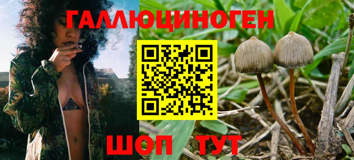 Галлюциногенные грибы мицелий Касимов